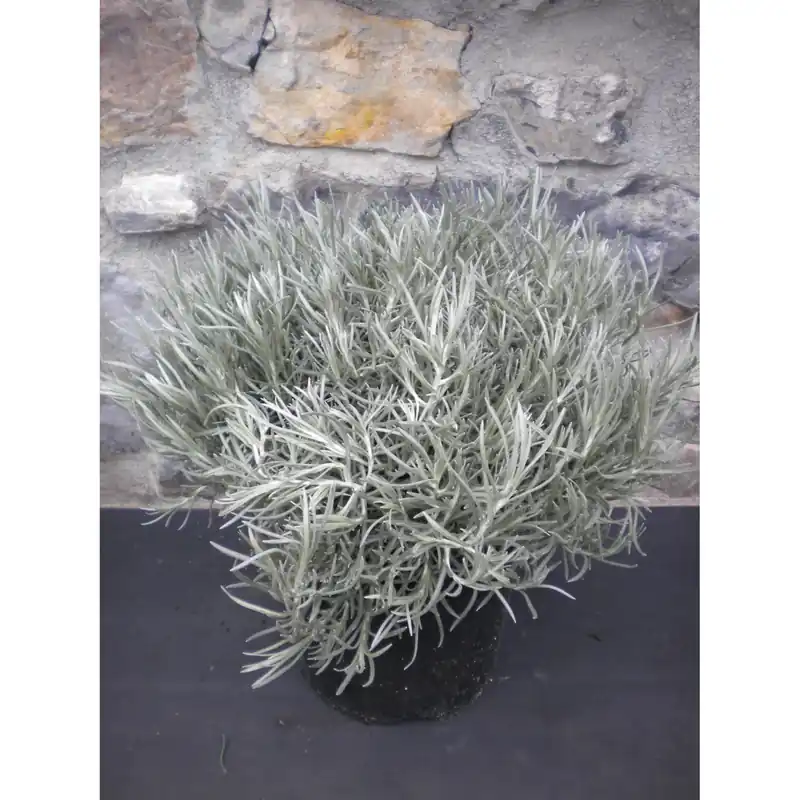 Pianta di Elicriso vaso Ø 19 cm Favoriet