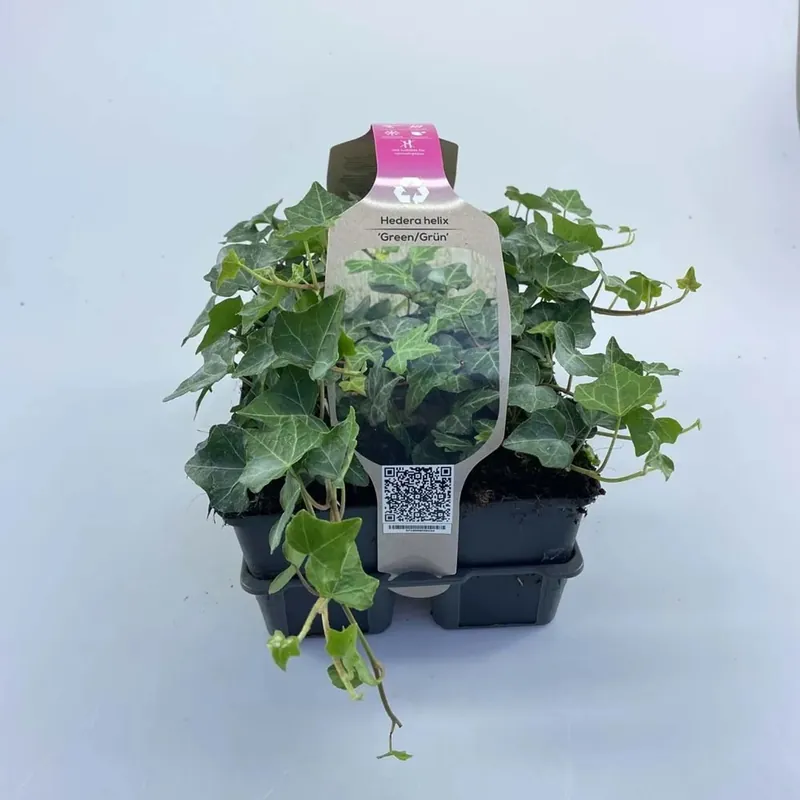Korting Hedera Helix Valore vaso 9 cm