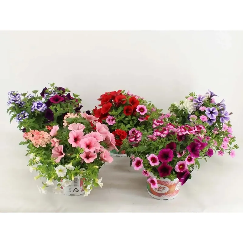 Speciale Aanbieding Composizione floreale Confetti Garden vaso 15 cm