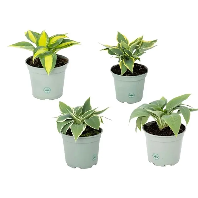 Tijdelijk Beschikbaar Pianta Hosta vaso 13 cm