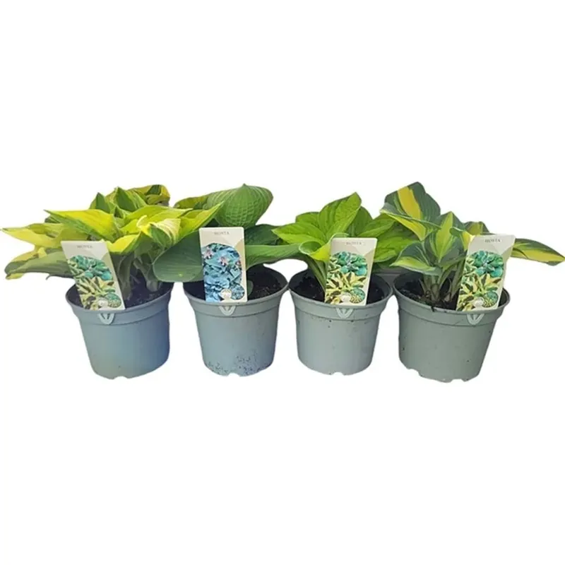 Hoge Kwaliteit Pianta Hosta verde vaso 19 cm