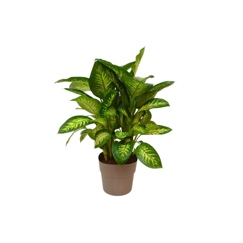 Shop Nu Dieffembachia Reeva vaso 30 cm