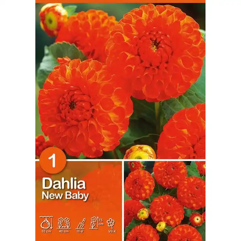 Superprijs Dalia "New Baby"