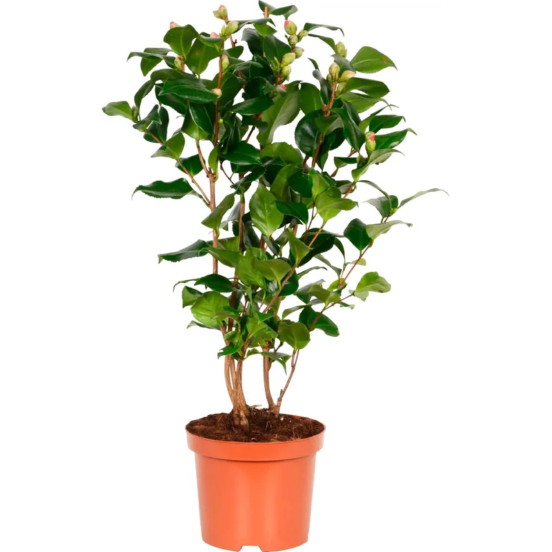 Nu Kopen Camellia japonica Dr. King H35/40 cm vaso Ø 19 cm
