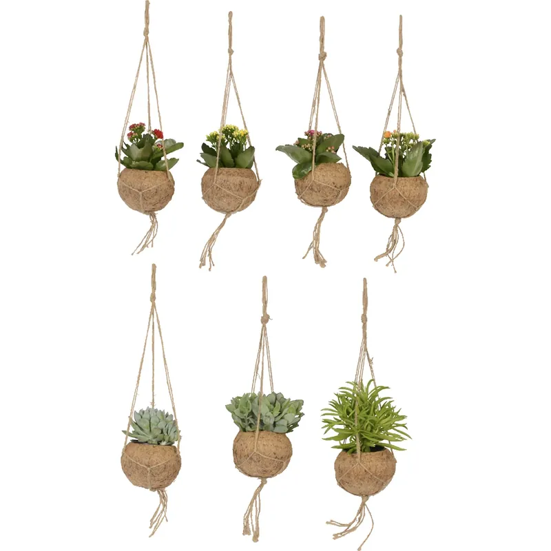 Bestel Nu Piante grasse Kokedama Mix