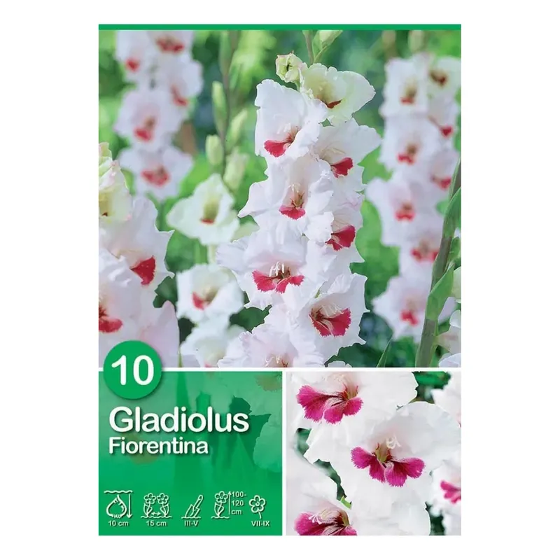 Populair Gladiolus "Fiorentina"