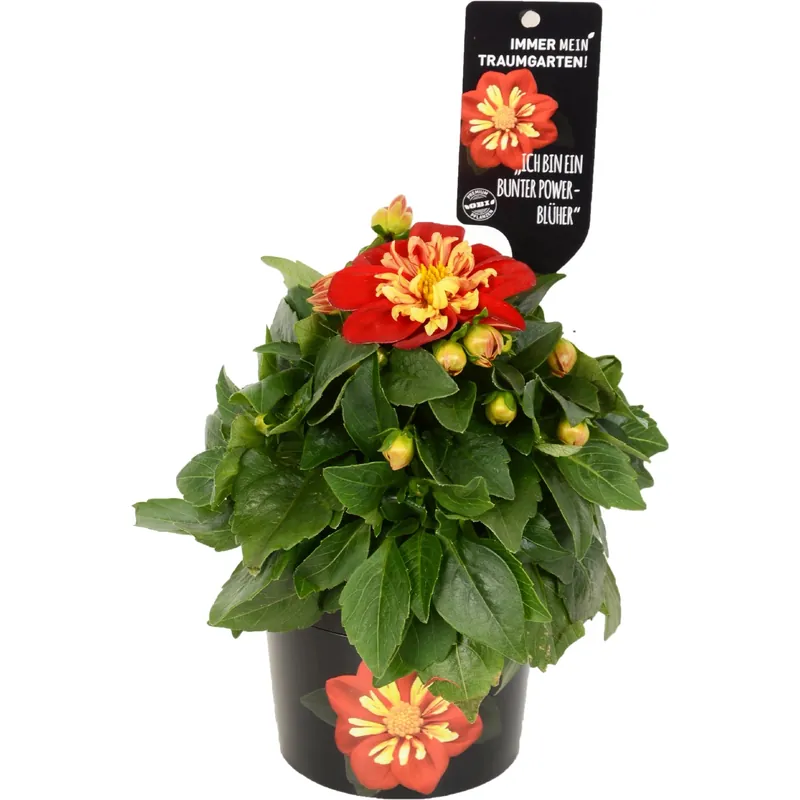 Dalia Goldalia Scarlet vaso Ø 12 cm Veilige Betaling