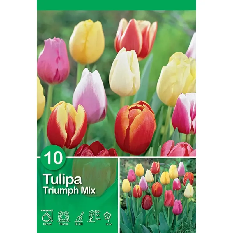 Nieuw Tulipano Triumph Mixed 10 pz