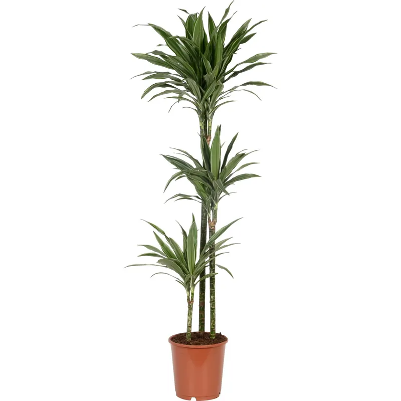 Dracena "Deremensis" tronco triplo vaso Ø 24 cm Laatste Versie