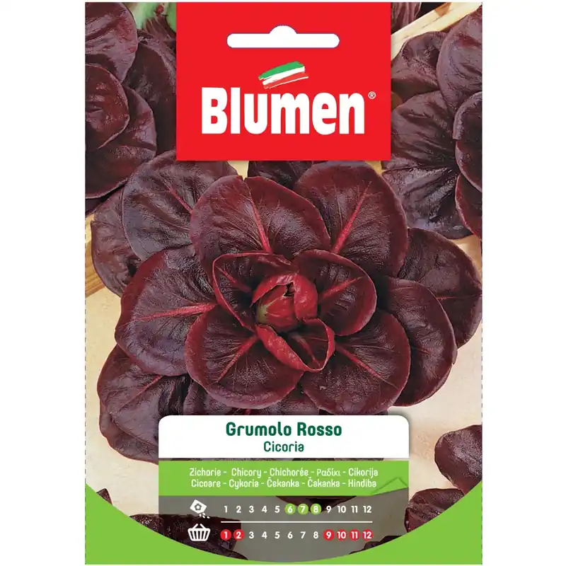 Semi Blumen Cicoria grumolo rosso Beste Prijs