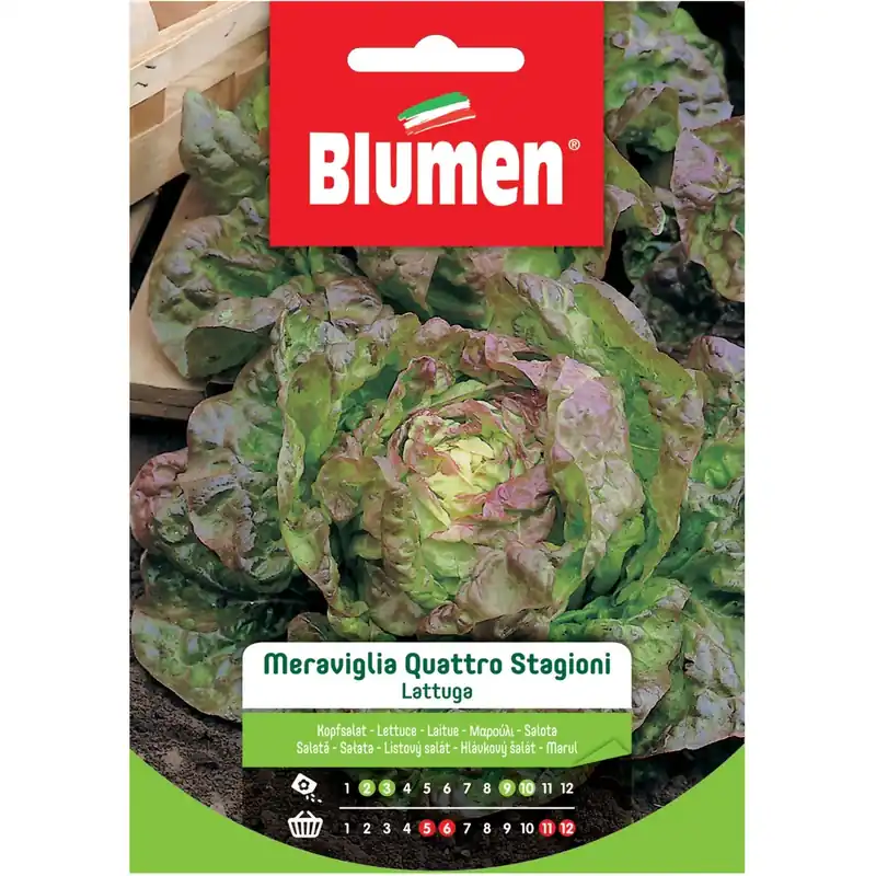 Semi Blumen Lattuga meraviglia delle quattro stagioni Express Levering