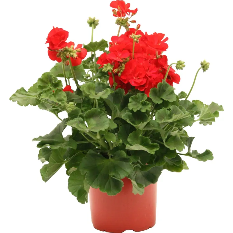 Geranio zonale vaso Ø 14 cm Dagaanbieding