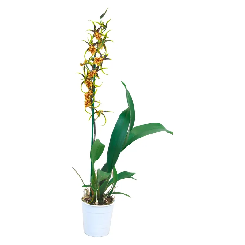 Orchidea Cambria Mystic Maze 1 stelo giallo in vaso Ø 12 cm Fabrieksprijs