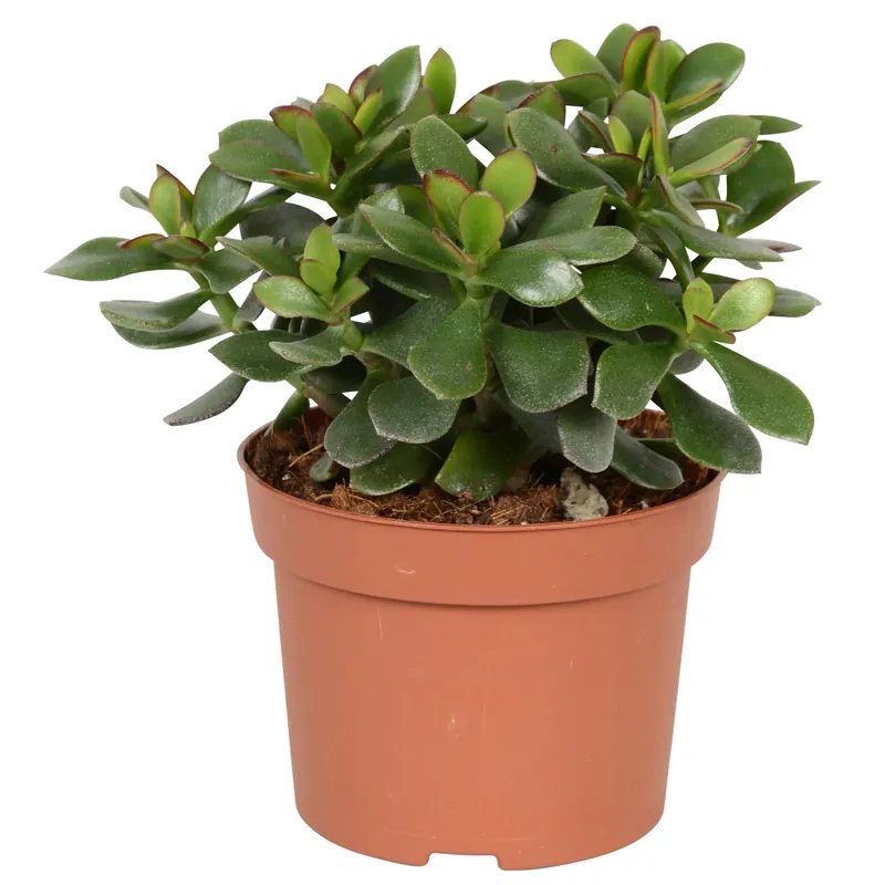 Crassula Minova Magic vaso Ø 12 cm Dagaanbieding