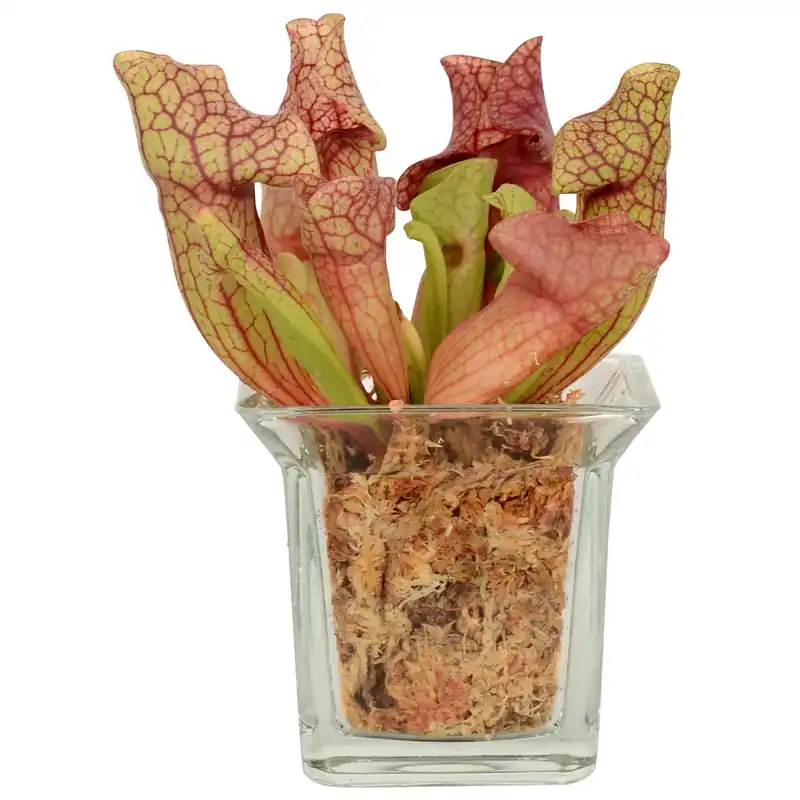 Tijdelijk Beschikbaar Sarracenia in vaso di vetro Ø ca. 8 cm