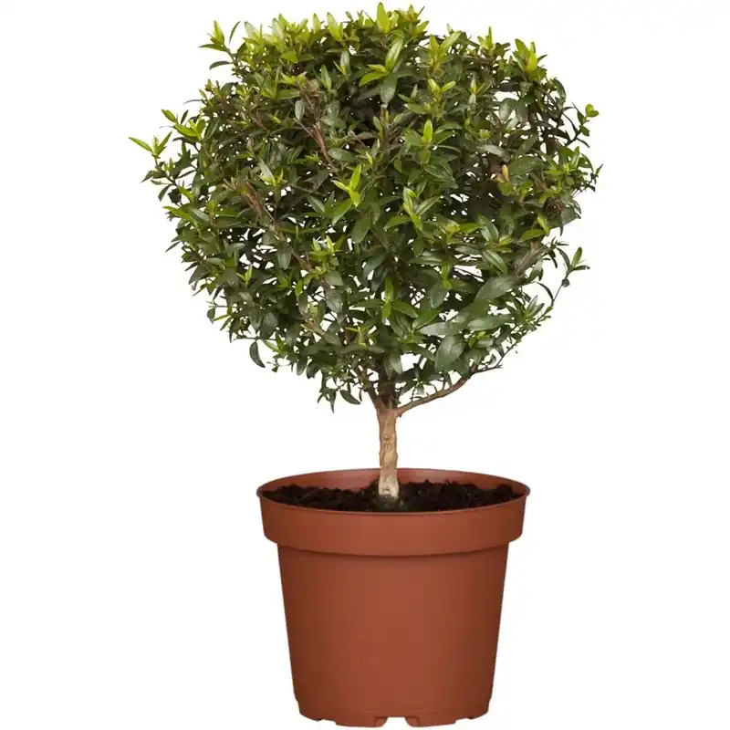 Veilige Betaling Myrtus Communis minifusto vaso 20 cm