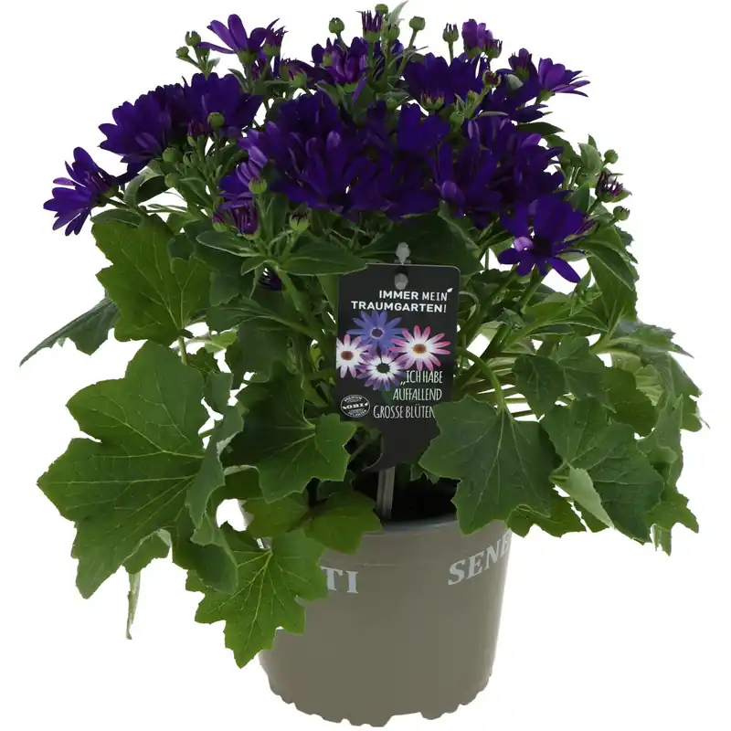 Pericallis senetti assortita con vaso Ø 15 cm H 35-40 cm Weekendaanbieding
