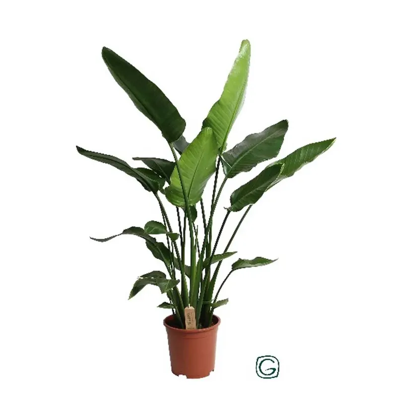 Bestel Nu Strelitzia Nicolai H 150 cm vaso Ø 27 cm