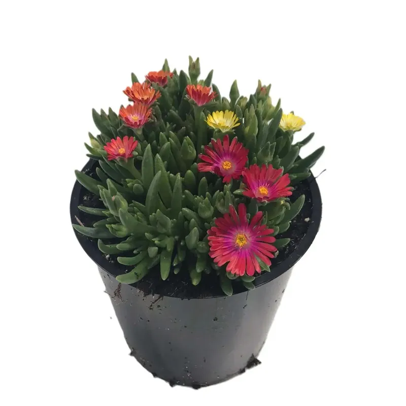 Gecertificeerd Fiore di mezzogiorno "Gioiello" a colori H circa 17 - 25 cm vaso Ø circa 17 cm
