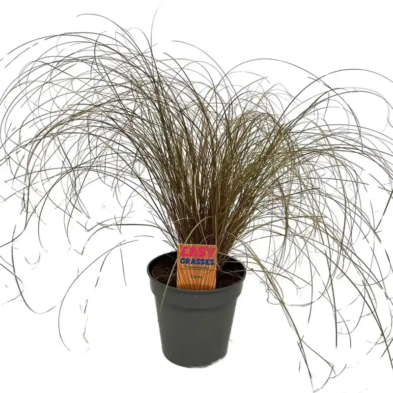 Carex Comans Bronze Form vaso 13 cm Premium