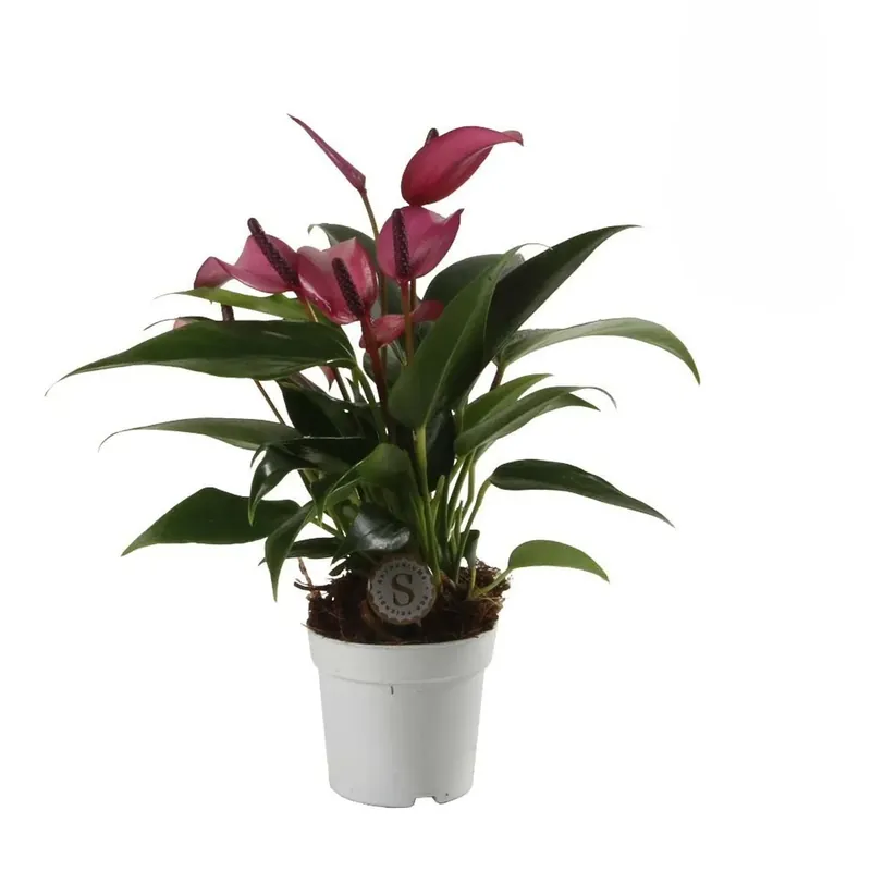 Anthurium Zizou vaso 7 cm Lage Prijs
