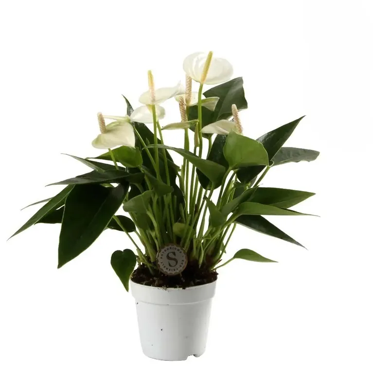 Direct Verzonden Anthurium White Champion in vaso 7 cm