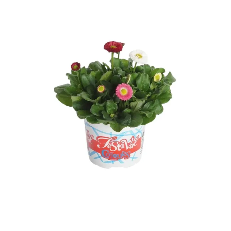 Bellis Festival Colours vaso 12 cm Laatste Kans