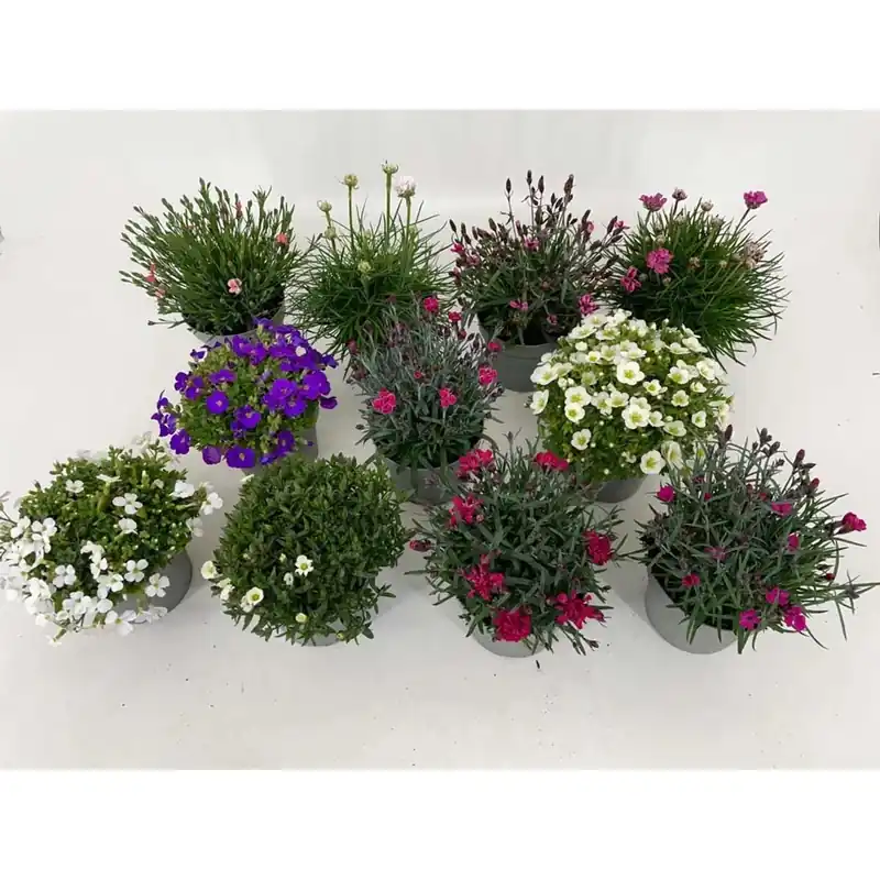 Bestseller Piante Perennis Mix vaso 12 cm