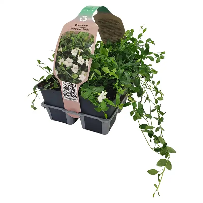 Gereduceerde Prijs Vinca Minor vaso 9 cm