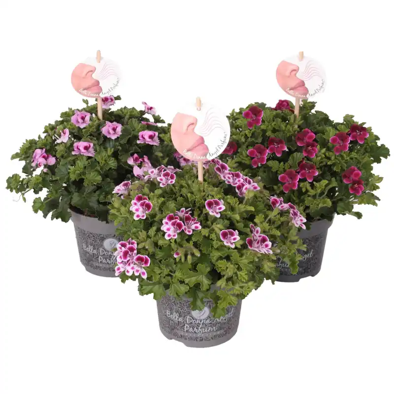 Superprijs Geranio nobile Angel Perfum H 25-30 cm vaso Ø 12 cm