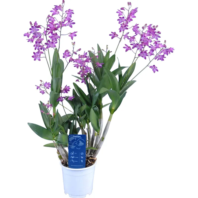 Veilige Betaling Dendrobium Berry Oda da interno con vaso Ø 12 cm