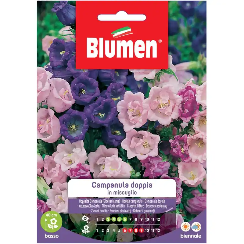 Semi Blumen Campanula doppia in miscuglio Dagaanbieding