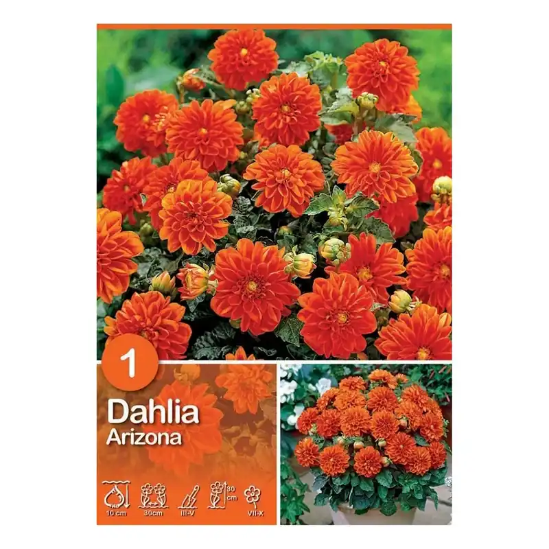 Dalia semi arancione H 30 cm Merkproduct