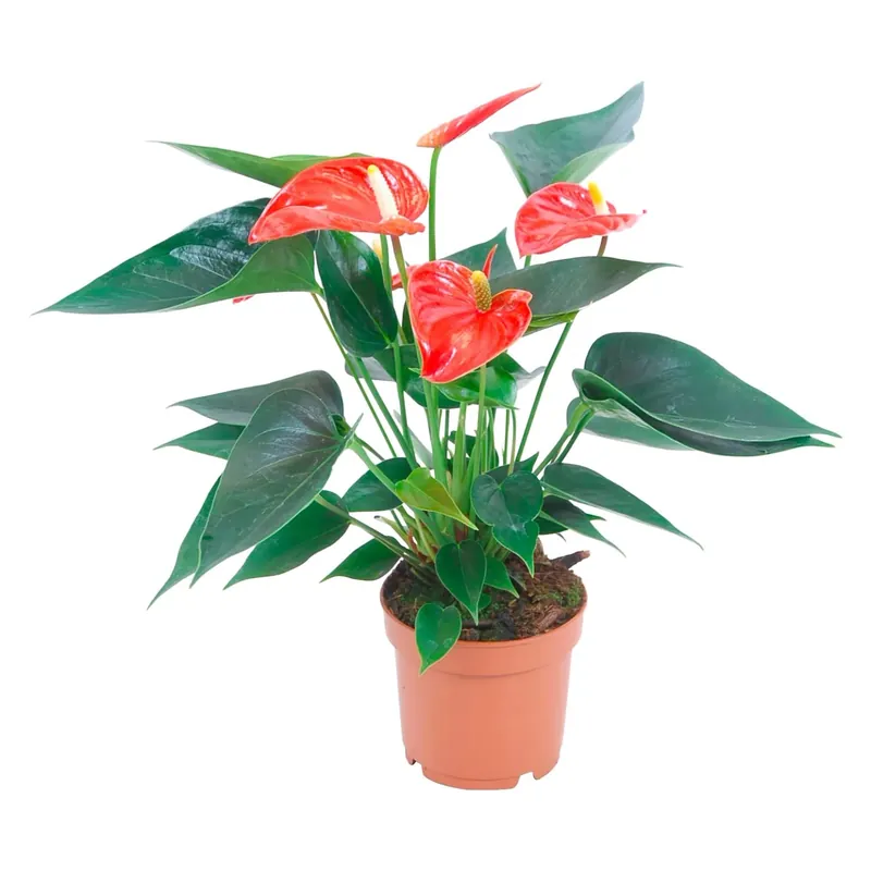 Bestseller Anturium arancione vaso Ø 12 cm
