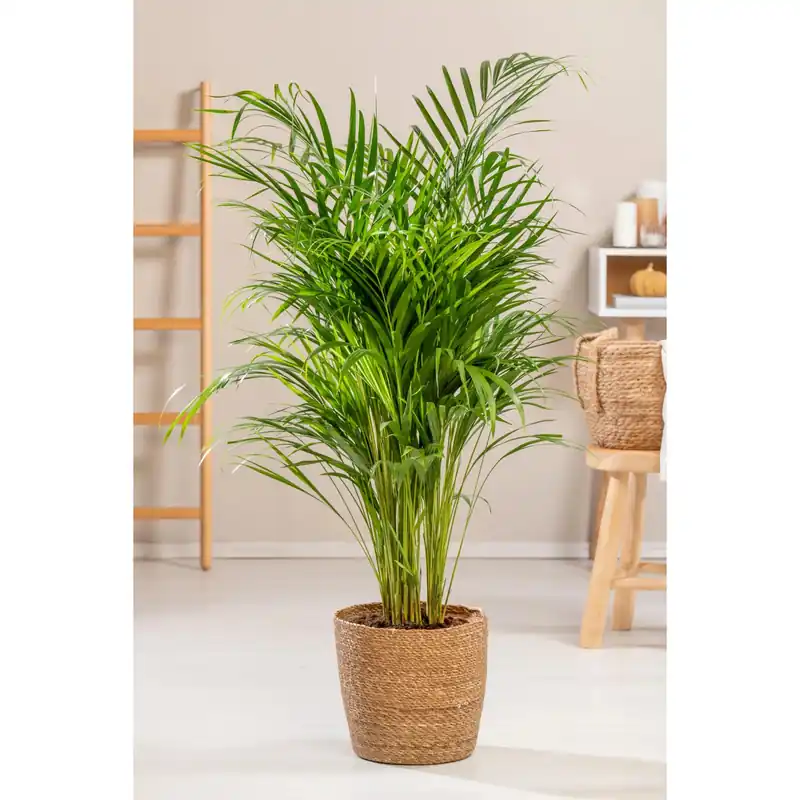 Palma H 110/120 cm vaso Ø 24 cm Populair