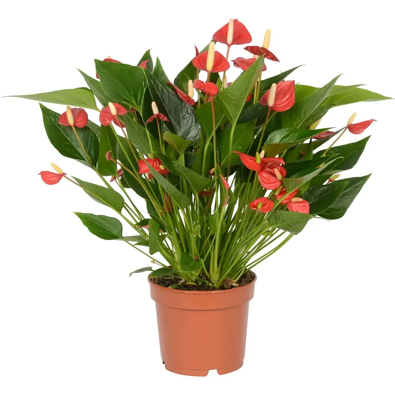 Must-Have Anturio Karma Million Flowers vaso Ø 12 cm