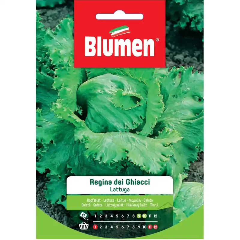 Semi Blumen Lattuga regina dei ghiacci 20 g Dagaanbieding