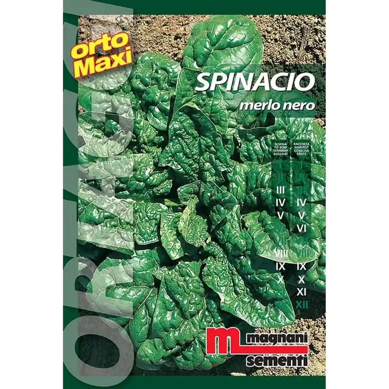 Semi orto maxi Spinacio Merlo nero Fabrieksprijs
