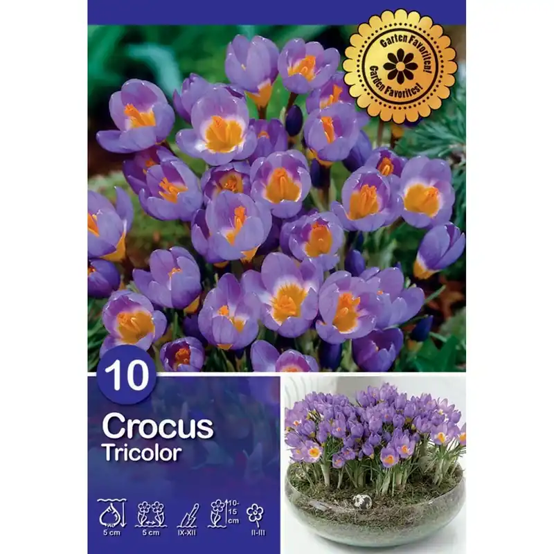 Veilige Betaling Crocus Tricolor 10 pz