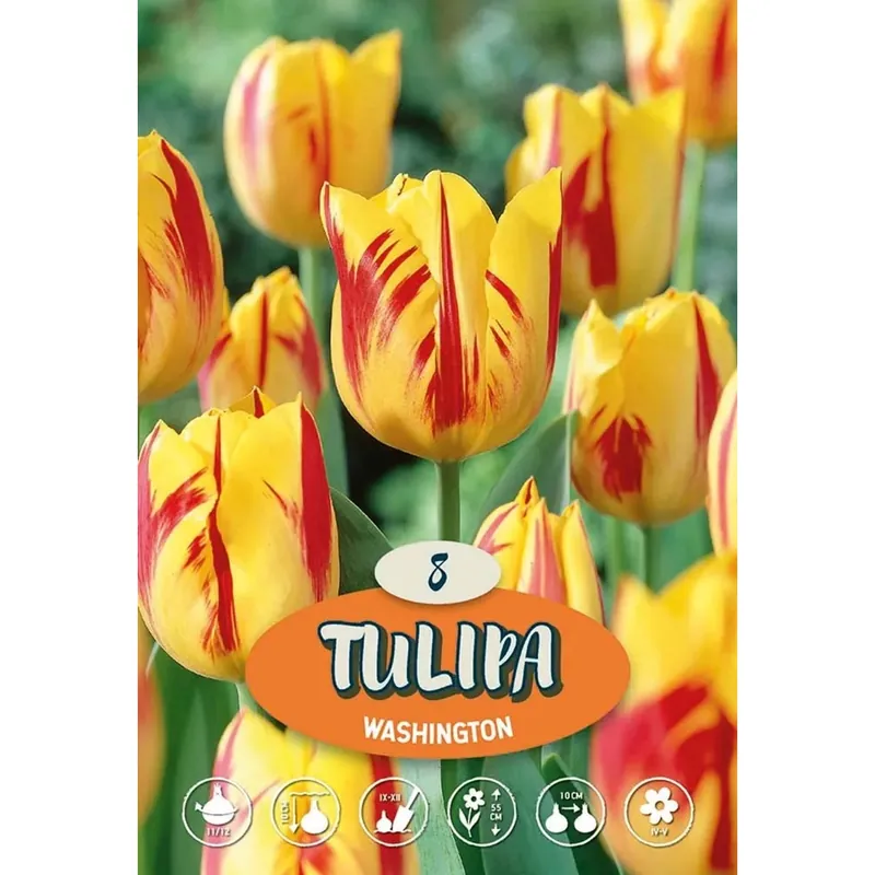 Tulipano Washington Premium