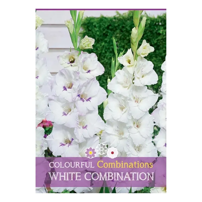 Semi Gladioli mix bianco H 100 cm Fabrieksprijs