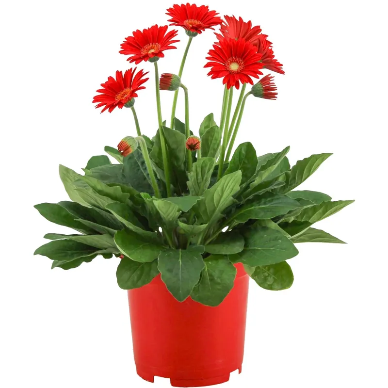 Gerbera da giardino Mix di colori vaso Ø ca. 19 cm Gerbera garvinea Dagaanbieding
