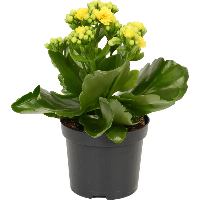 Kalanchoe bossfeldiana Rosalina giallo H 12/17 vaso Ø 9 cm Favoriet