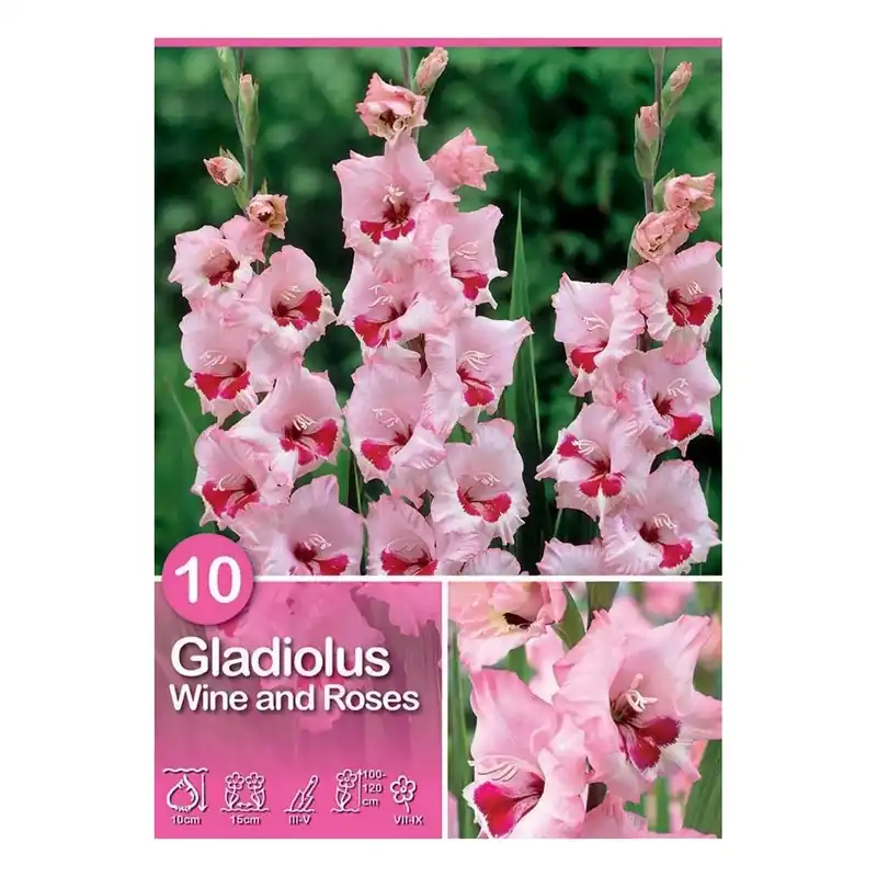 Bestseller Gladiolus "Wine and Roses"