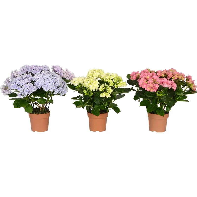 Ortensia Hy-pe Double Dutch vaso Ø 14 cm Betaalbaar