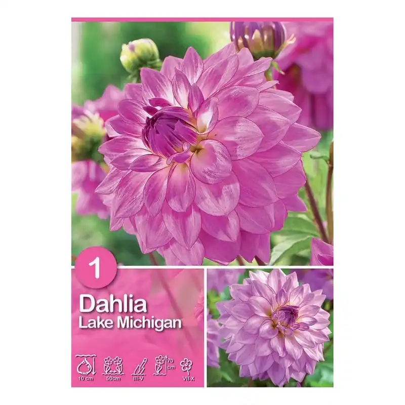 Dalia semi porpora H 90 cm Op = Op