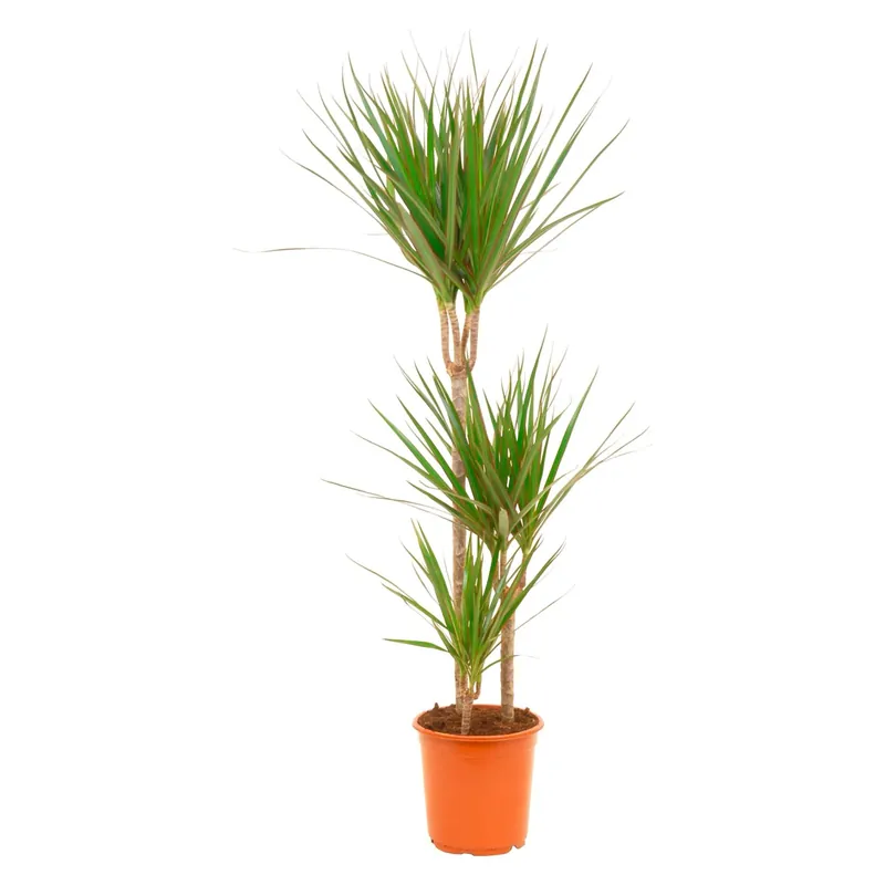 Uitverkoop Dracena 3 tronchi Ø ca. 21 cm