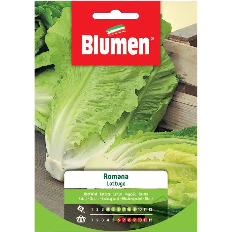 Semi Blumen Lattuga romana Tijdelijk Beschikbaar