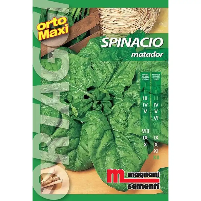 Semi orto maxi Spinacio Matador Bestseller
