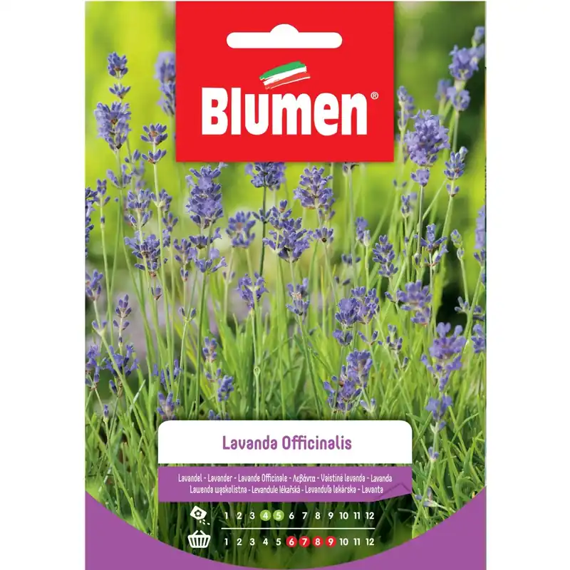 Bestel Nu Semi Lavanda officinalis Blumen